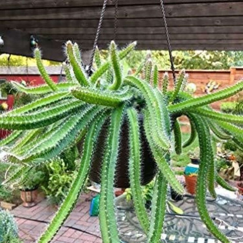 5 Cuttings Puppy Dog Tail Dogtail Cactus Selenicereus Testudo Best Plant Not Rooted