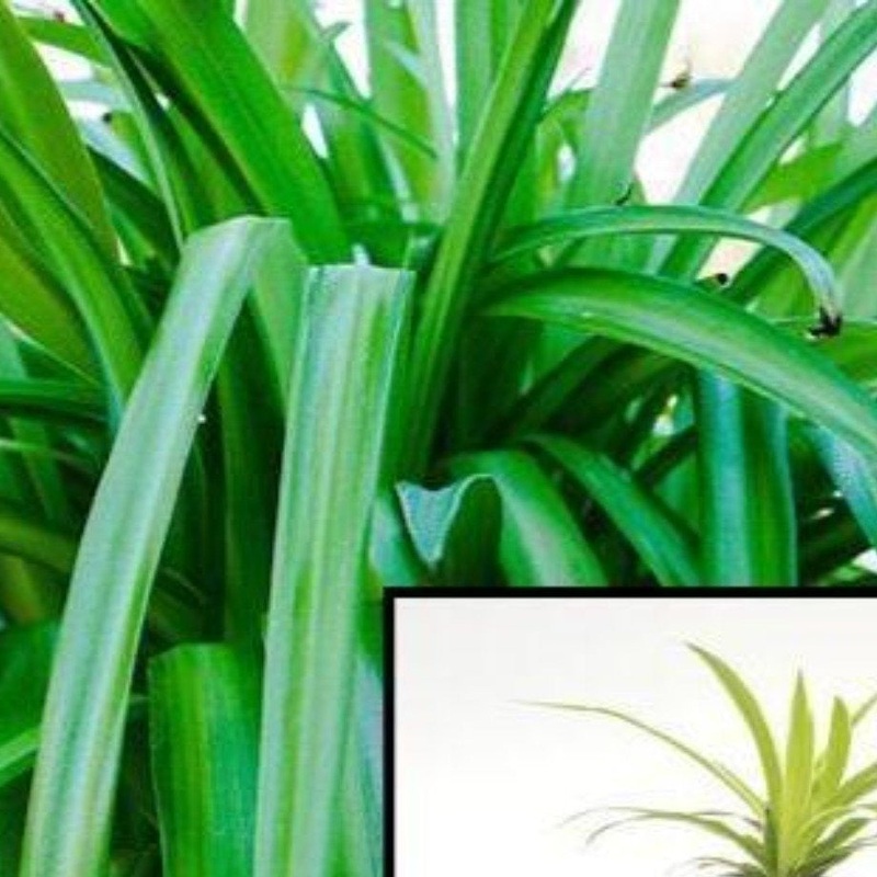 5Cuttings Spider Green grass ground covering edge hedge Chlorophytum Capense Succulent Plant Not Rooted ht7