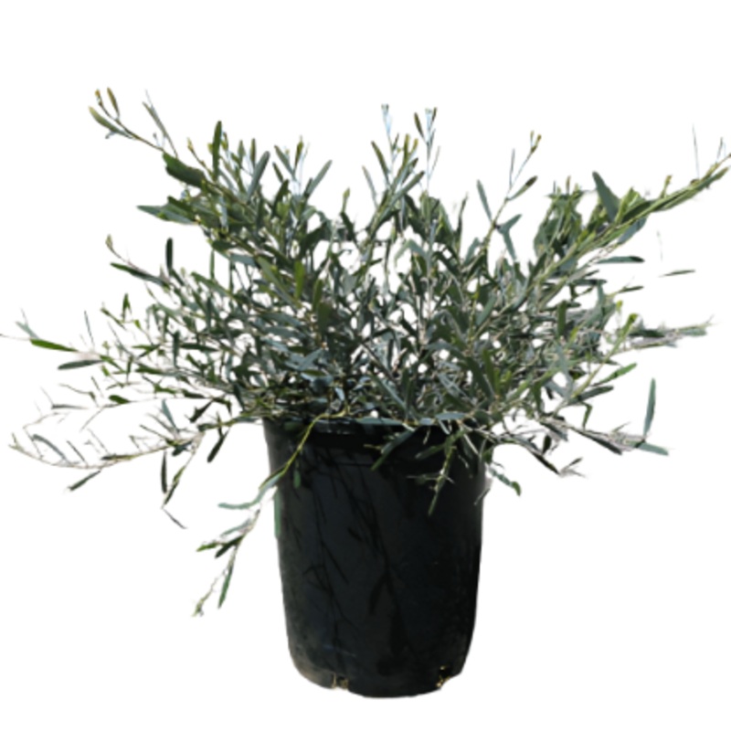 Acacia Redolens Low Boy 5 Gallon Prostrate Plant Bank Catclaw Fr7