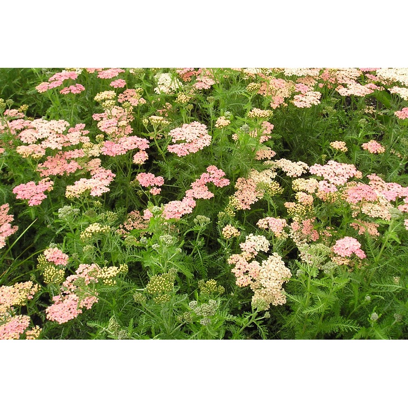 Achillea ‘Lachsschnheit’ (Galaxy Series)