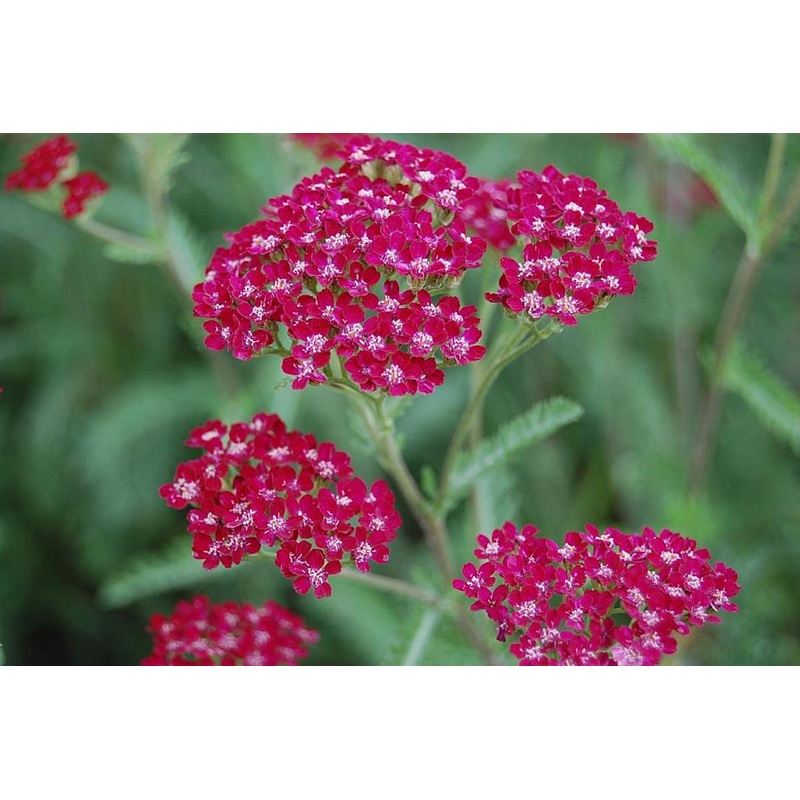 Achillea ‘Summerwine’|Approx. 0.5 litre pot