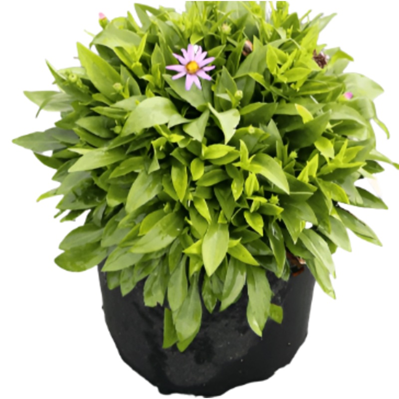 Aster Kickin Carmine Plant 3Inches Pot Purple Flower Aster Live Plant Onsale