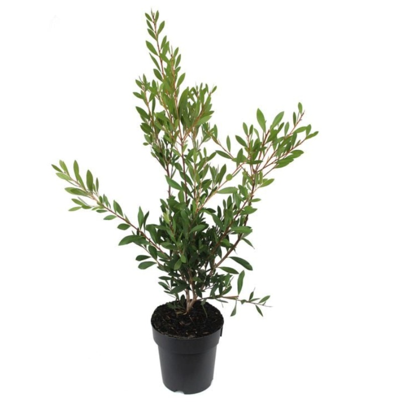 Callistemon Citrinus 1 Gallon Lemon Bottlebrush Live Plant Ht7