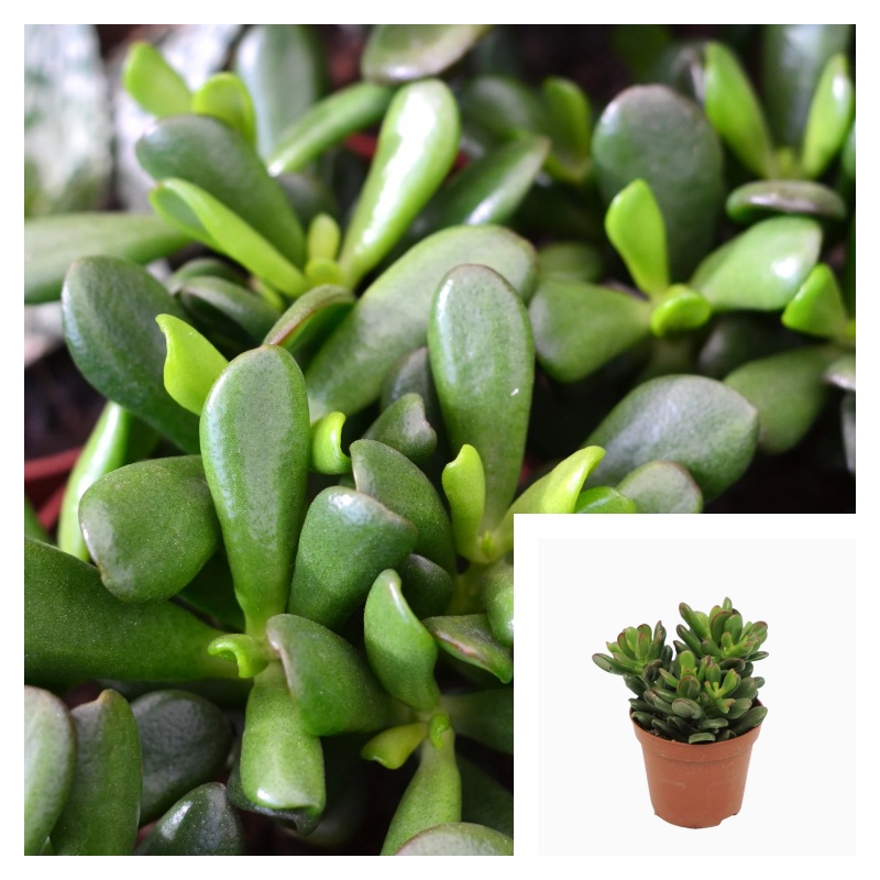 Crassula Ovata Gandalf 1 Gallon Plant Jade Palnt Succulent Live Plant Hht7