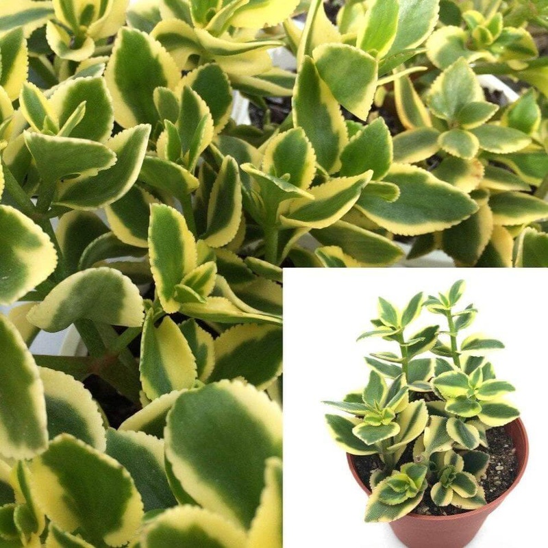 Crassula Sarmentosa Succulents variegated Plant 4icnhes Plant Showy Lime Trailing Jade variegated Jade ht7