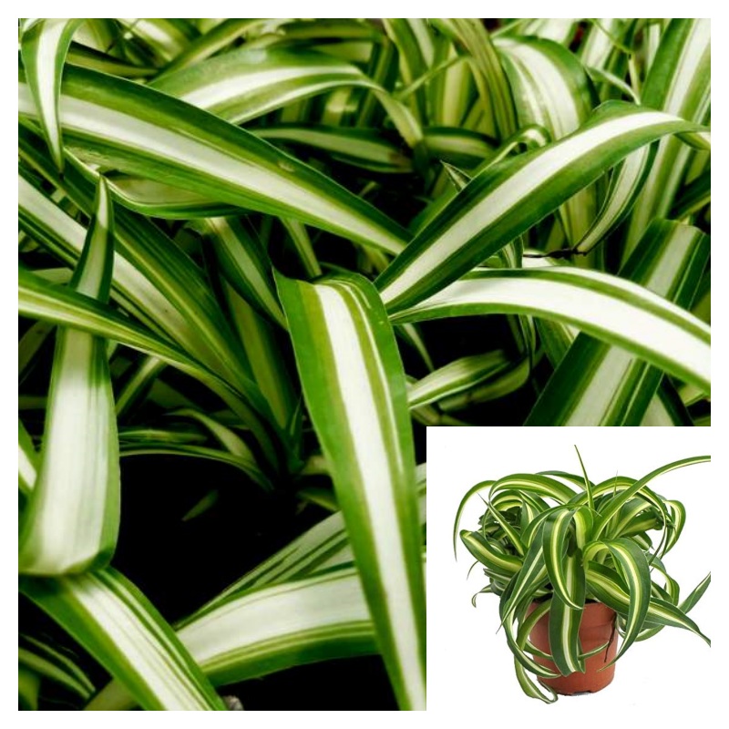 Curly spider 6inches Plant Spider Ivy Plant Ribbon Plant Bonnie Caribbean Live Plant Ht7 best