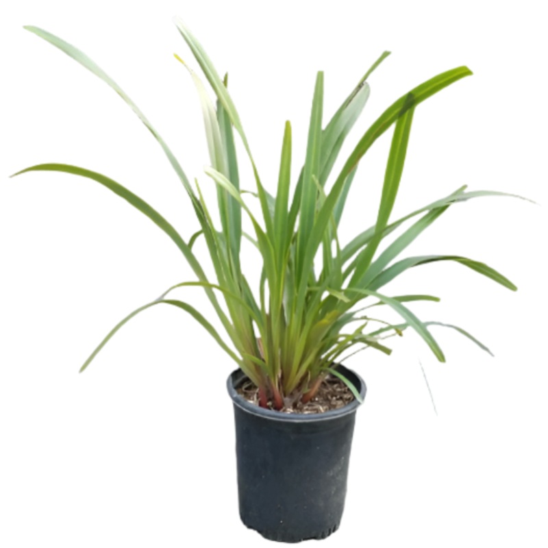 Dianella Tasred red 4inches Tasmanica Flax Lily Plant Grass Live Plant Ht7