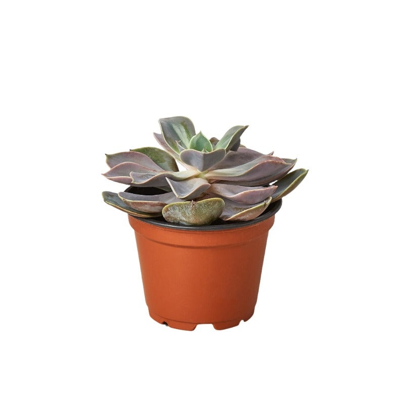 Echeveria Perle Von Nurnberg Plant 4Inches Perle Von Nurnberg Pearl Of Nurnberg Ht7 Best