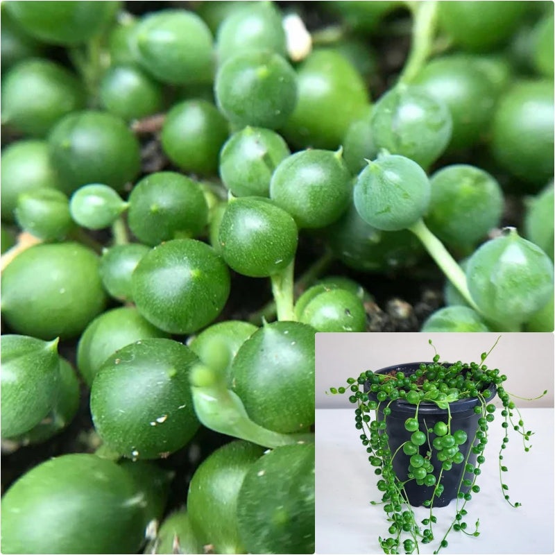 Green String Of Pearl Plant String Of Pear Rare 4 Inches Pot Succulents Plant Ht7