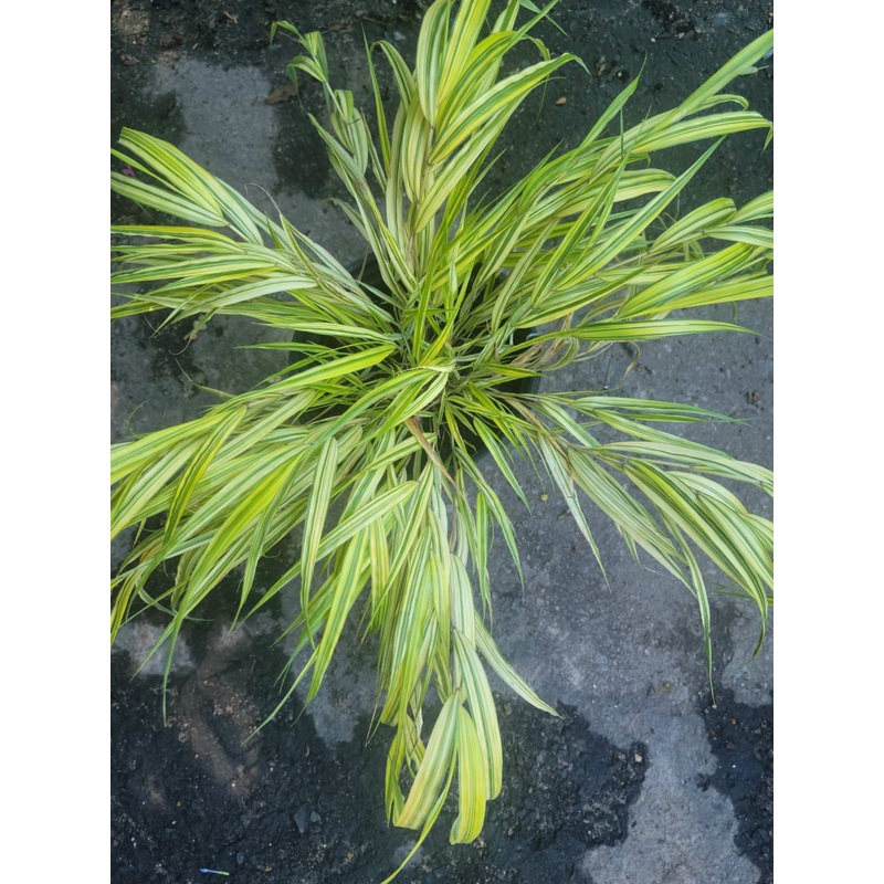 Hakonechloa Mac Aureola 1 Gallon Pot Japanese Forest Grass Plant Live Plant Ht7