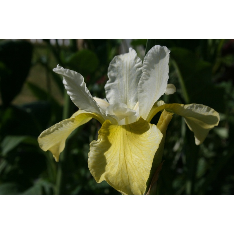 Iris ‘Butter and Sugar’ (Sib)|Approx. 0.5 litre pot