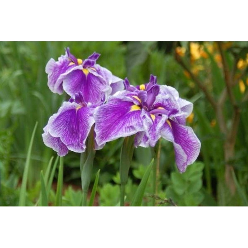 Iris ensata ‘Crystal Halo’|Approx. 0.5 litre pot
