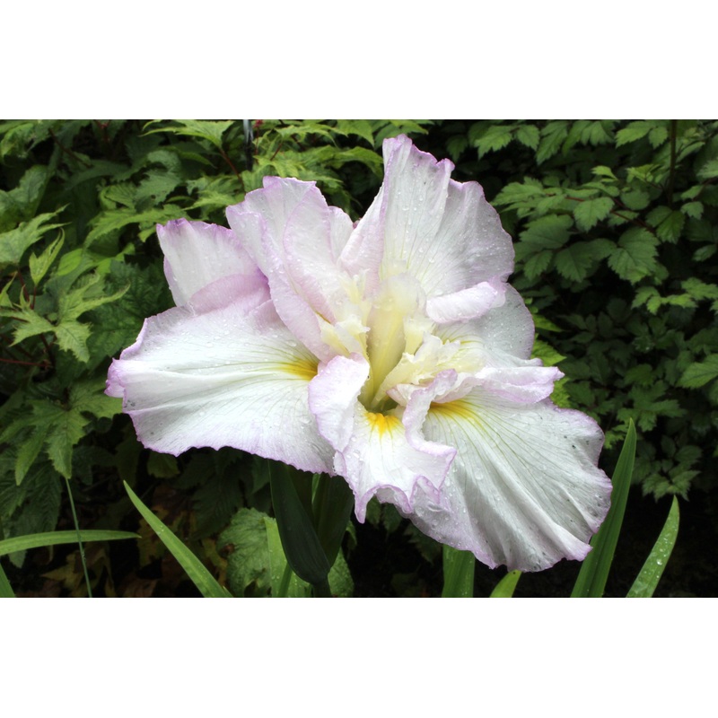 Iris ensata ‘Lady in Waiting’|Approx. 0.5 litre pot