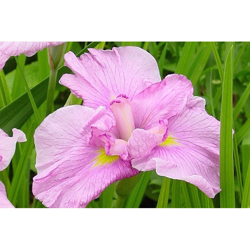 Iris ensata ‘Momogasumi’|Approx. 0.5 litre pot