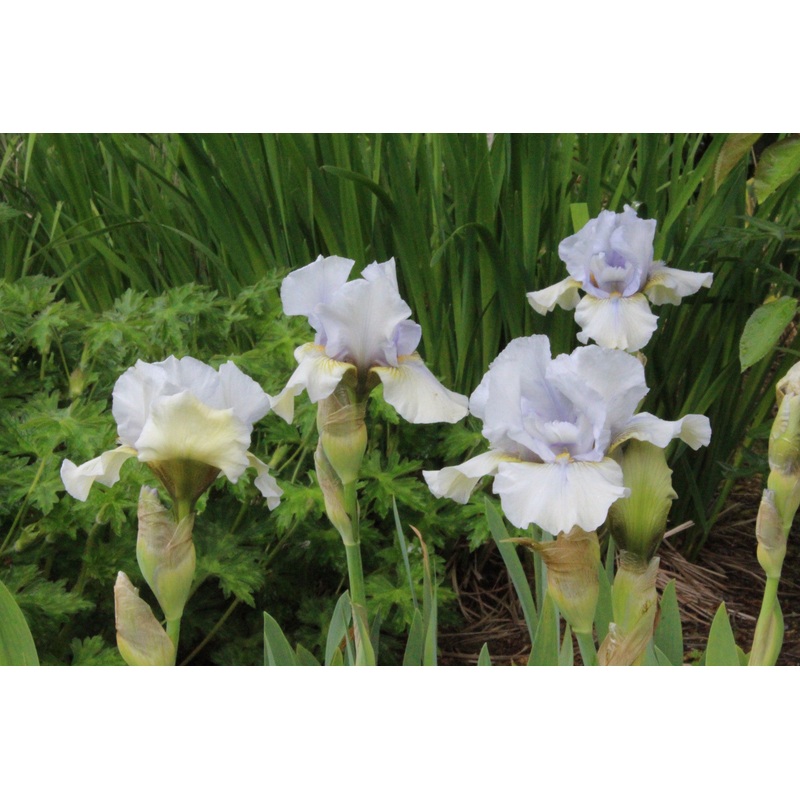 Iris ‘June Prom’ (IB)|Approx. 0.5 litre pot