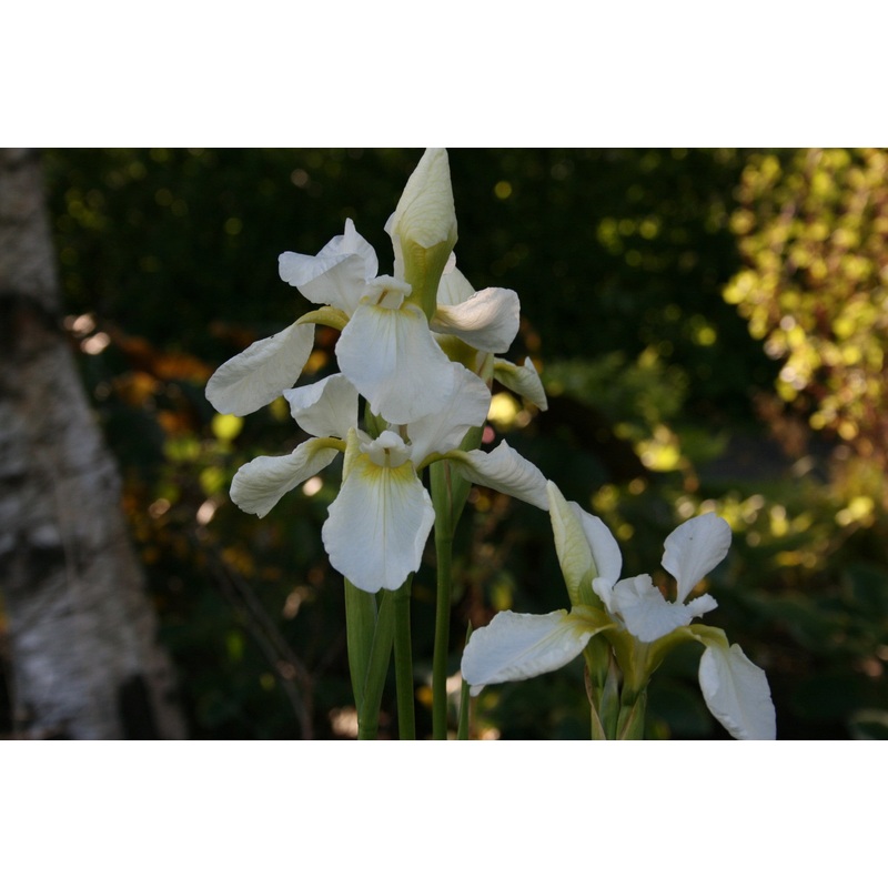 Iris ‘White Swirl’ (Sib)|Approx. 0.5 litre pot