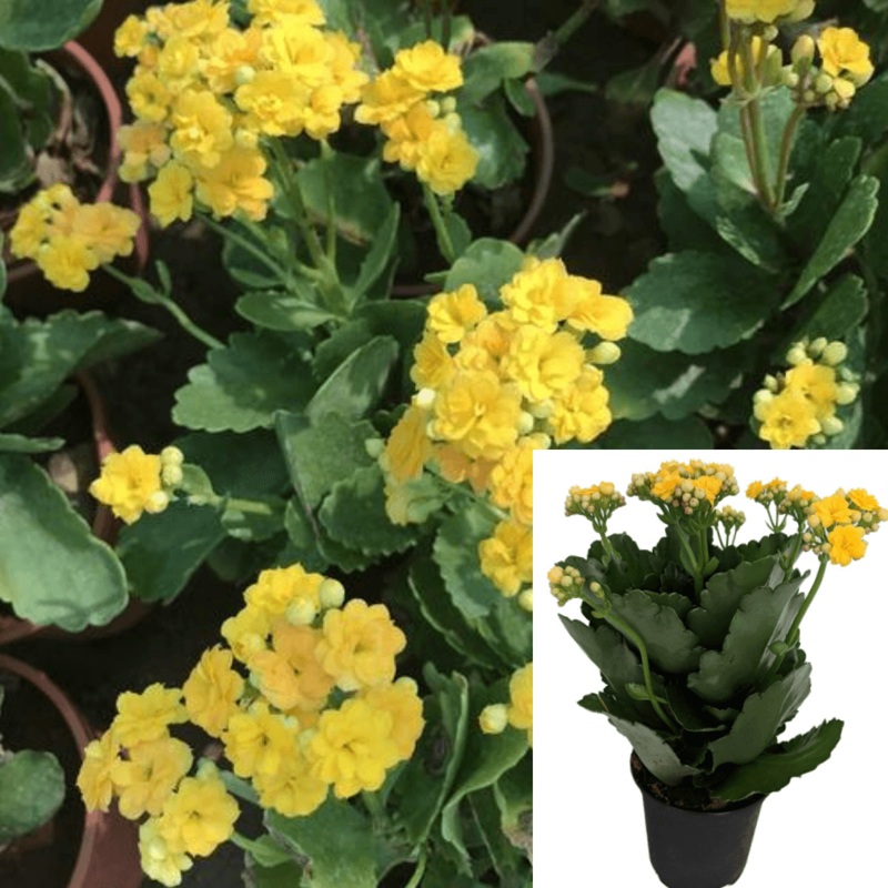 Kalanchoe Yellow 4inches Plant Kalanchoe Blossfeldiana Succulent Live Plant Best