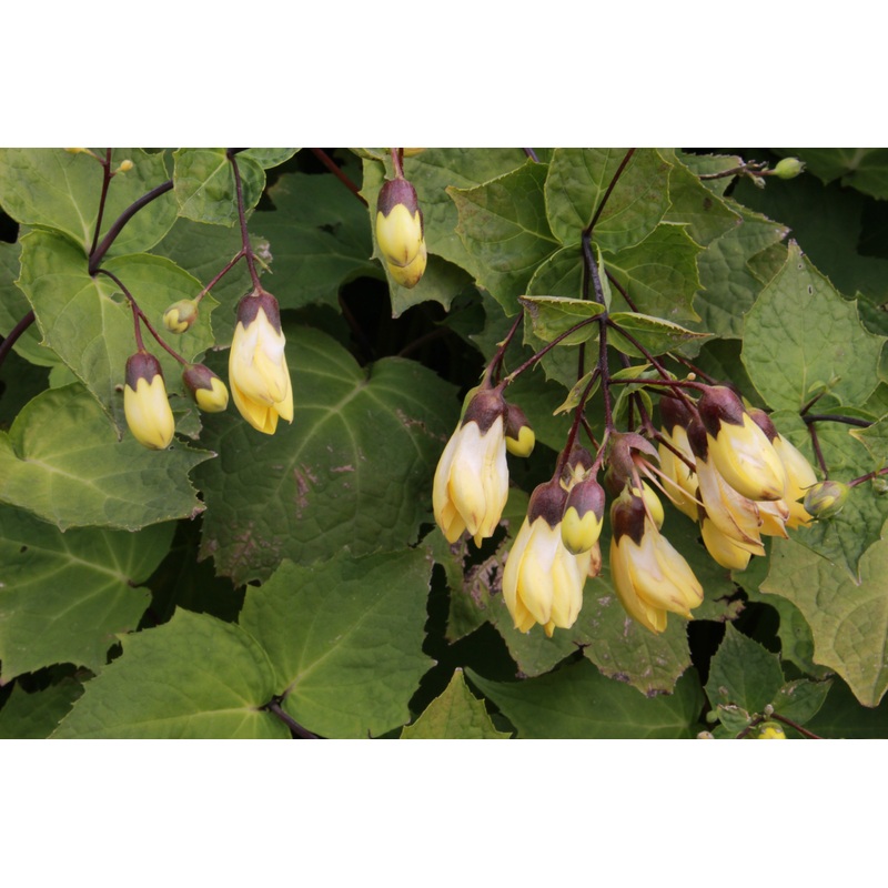 Kirengeshoma palmata Koreana Group