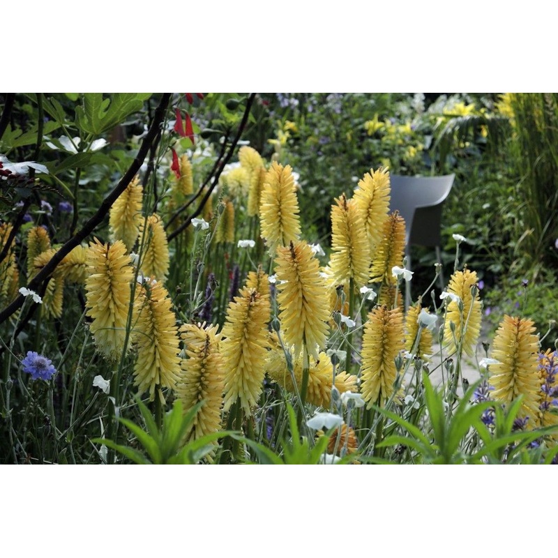 Kniphofia ‘Moonstone’|Approx. 0.5 litre pot