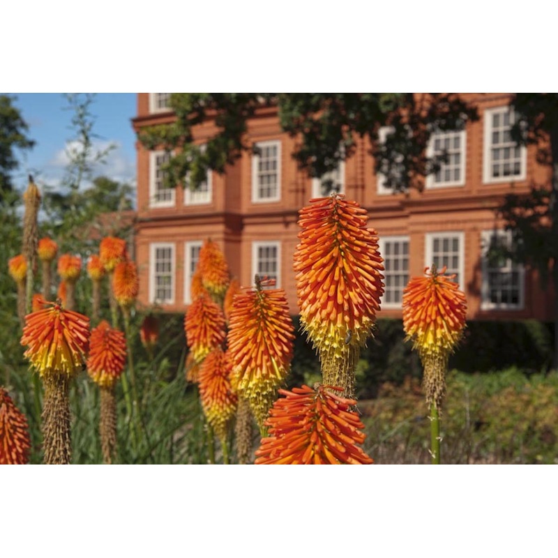 Kniphofia ‘Nobilis’|Approx. 0.5 litre pot