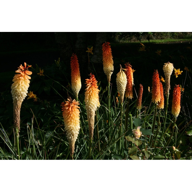 Kniphofia ‘Painted Lady’|Approx. 0.5 litre pot