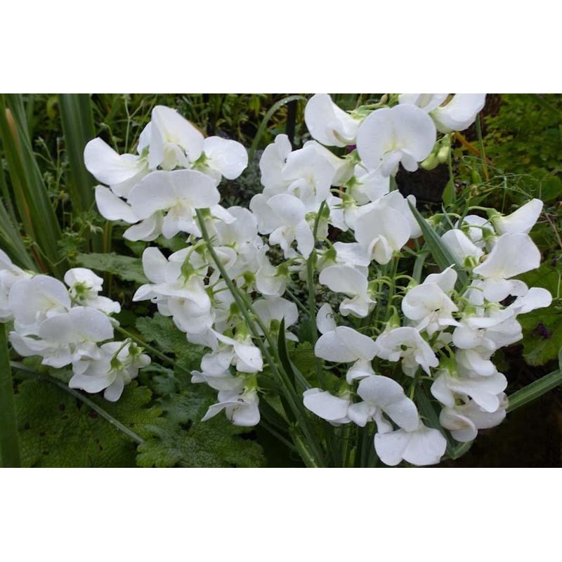 Lathyrus latifolius ‘White Pearl’