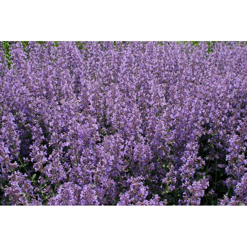 Lavandula angustifolia ‘Folgate’