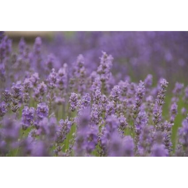 Lavandula angustifolia LITTLE LADY = ‘Batlad’