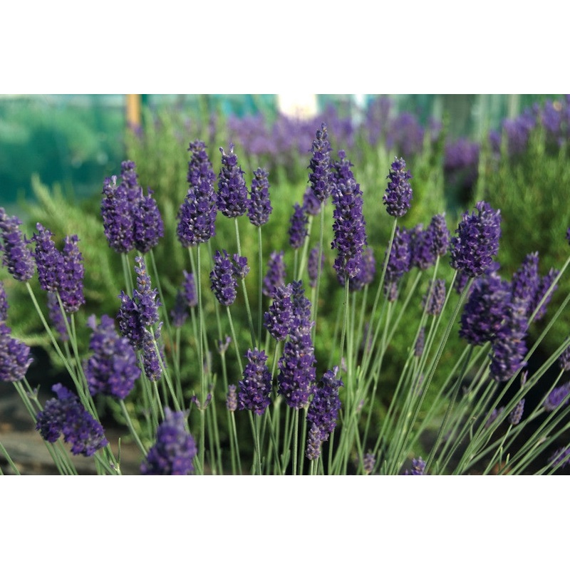 Lavandula x chaytoriae ‘Sawyers’