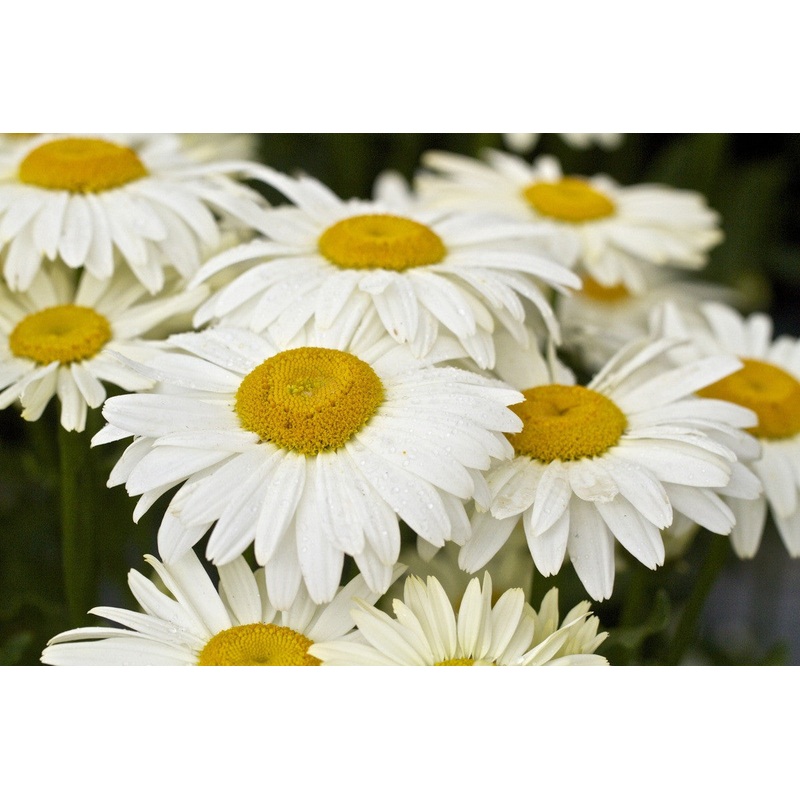 Leucanthemum x superbum BROADWAY LIGHTS ‘Leumayel’