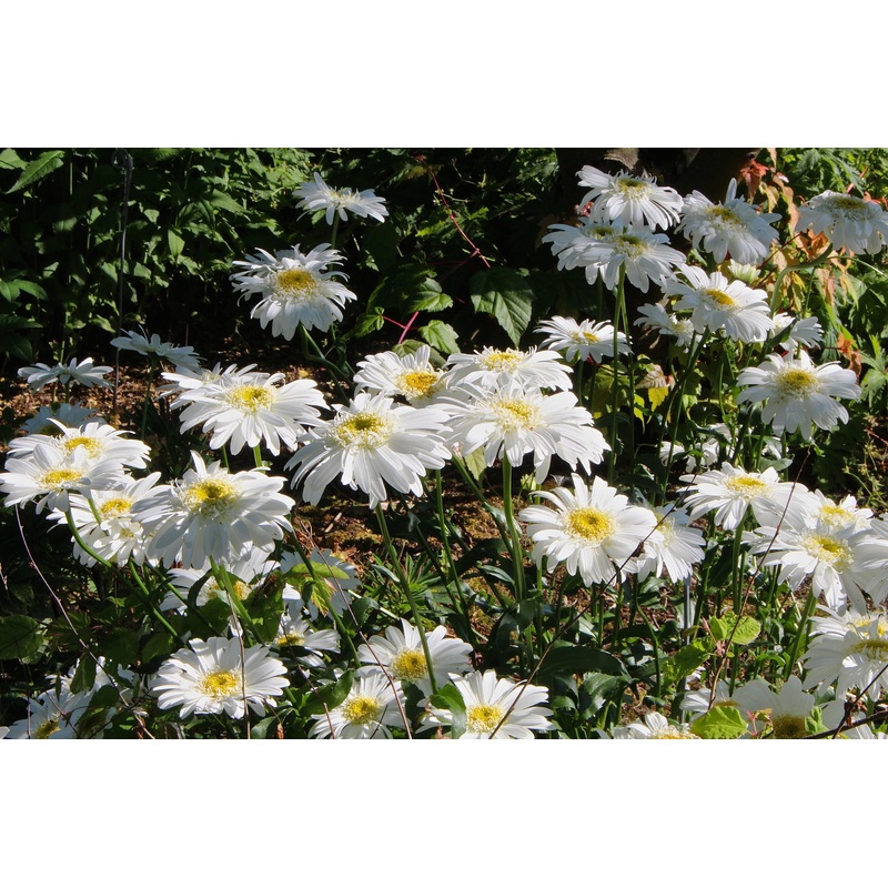 Leucanthemum x superbum ‘T.E. Killin’ (d)
