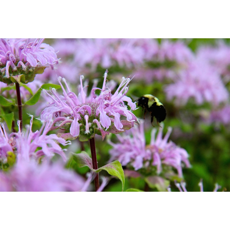 Monarda ‘Sagittarius’|Approx. 0.5 litre pot