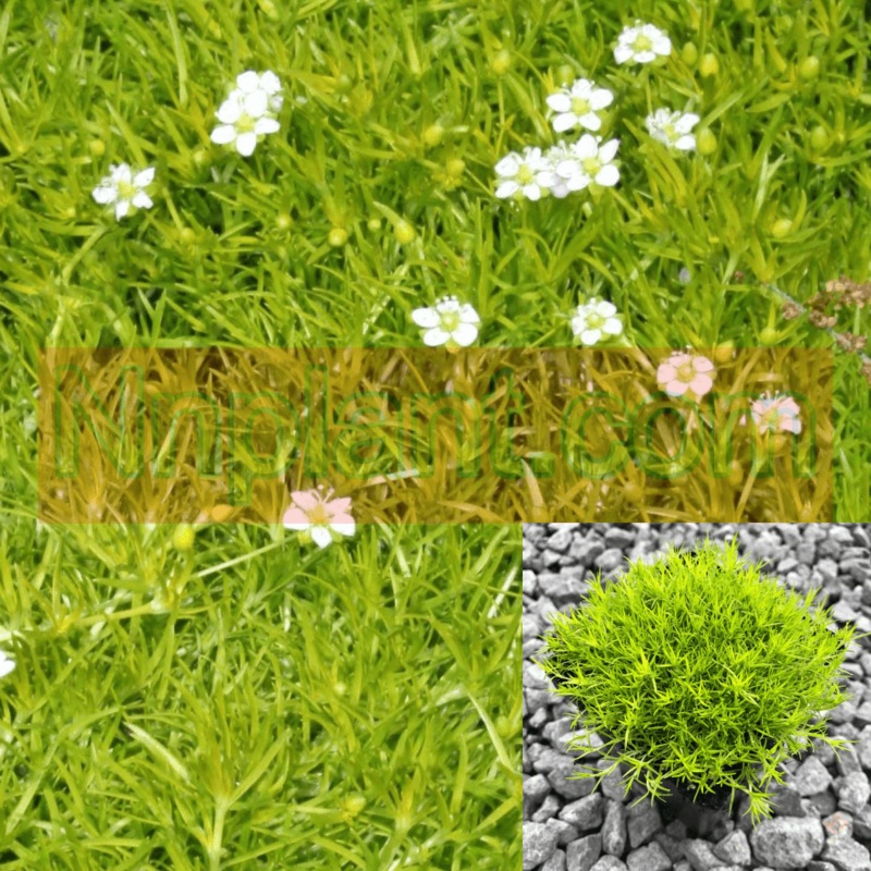 Moss Scotch Plant 12Packs Of 2Inches Pot Sagina Subulata Aurea Ground Cover Live Plant Ht7
