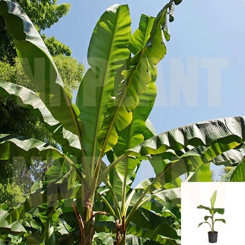 Musa Basjoo 5 Gallon Japanese Common Banana Fruit Tree Plant Ourdoor Live Plant