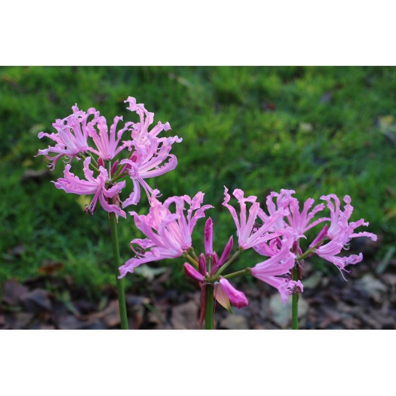 Nerine ‘Pink Triumph’|Approx. 0.5 litre pot