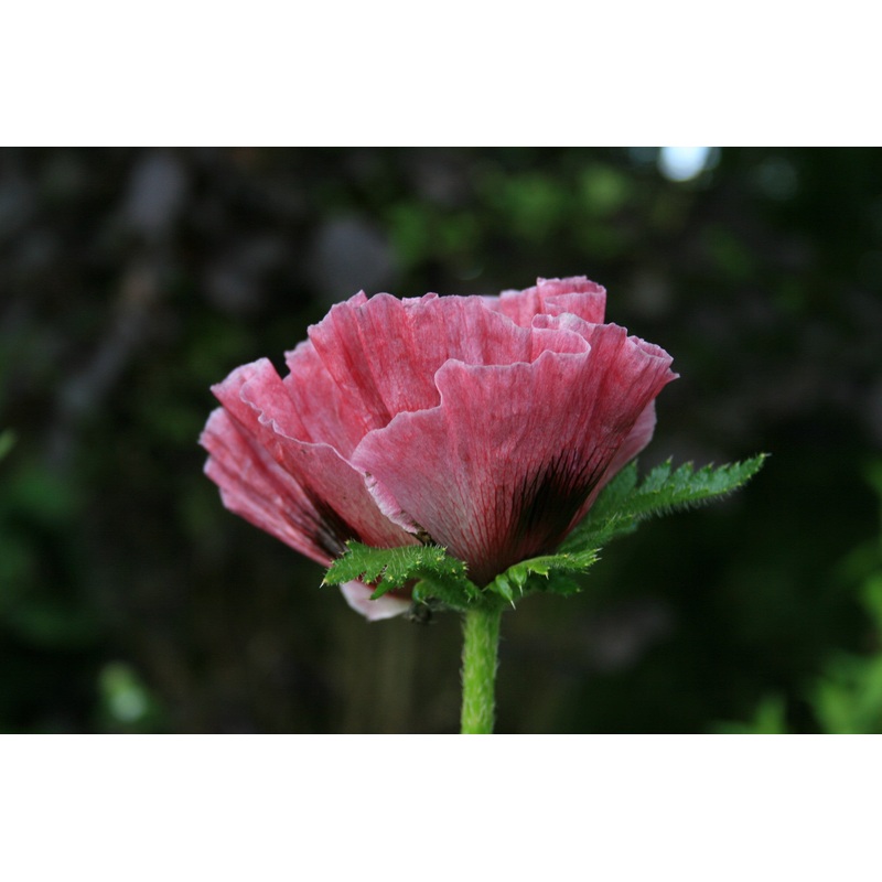 Papaver orientale ‘Manhattan’ (New York Series)