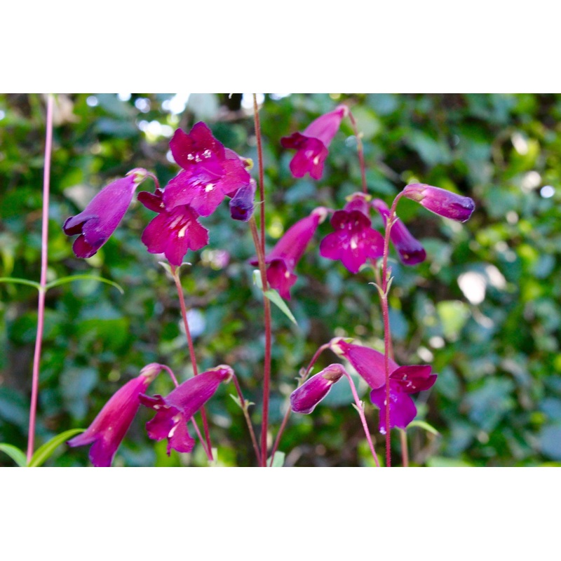 Penstemon ‘Blackbird’|Approx. 0.5 litre pot