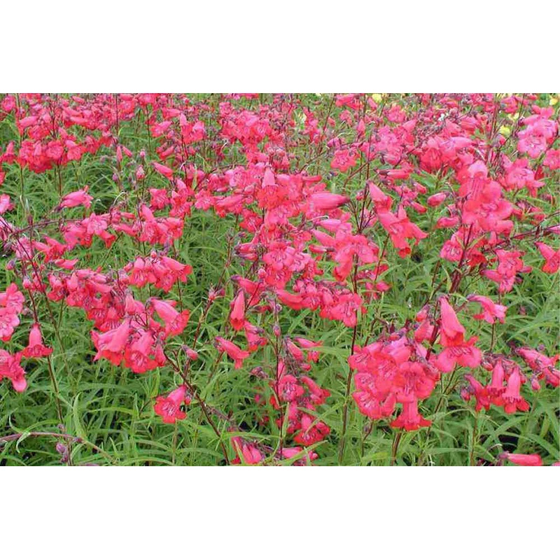 Penstemon ‘King George V’|Approx. 0.5 litre pot
