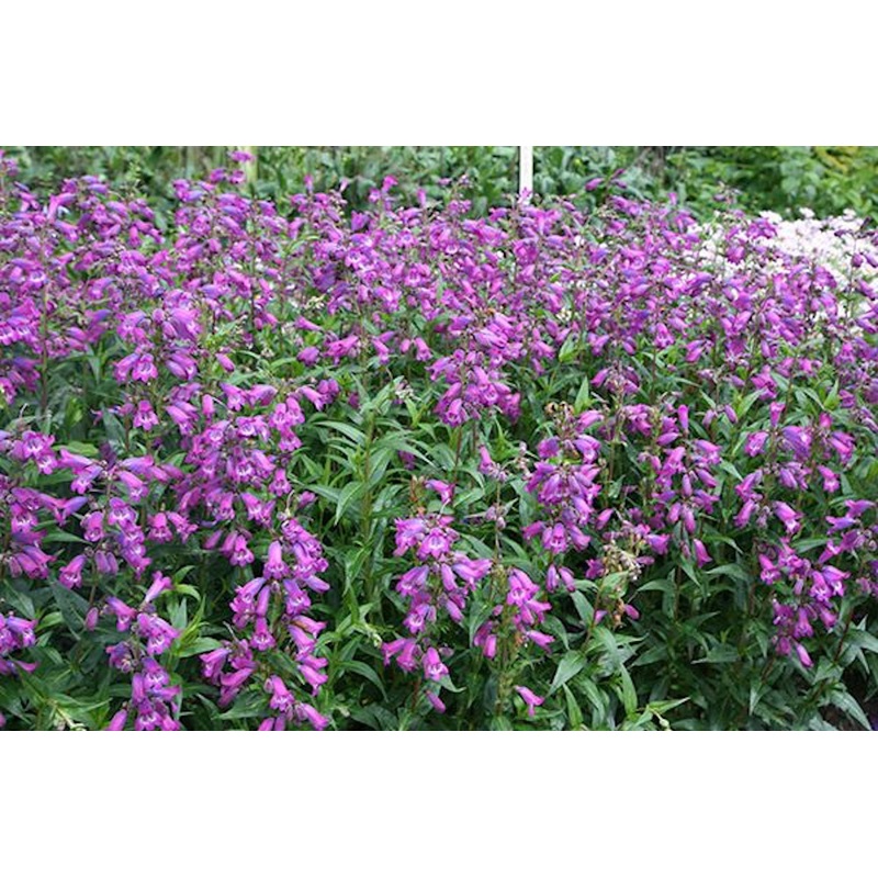 Penstemon ‘Sour Grapes’ M. Fish