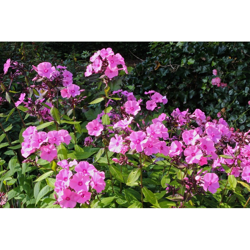 Phlox paniculata ‘Flamingo’|Approx. 0.5 litre pot