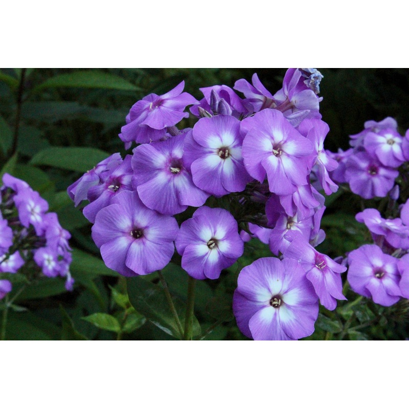 Phlox VIOLET FLAME ‘Barsixtyone’