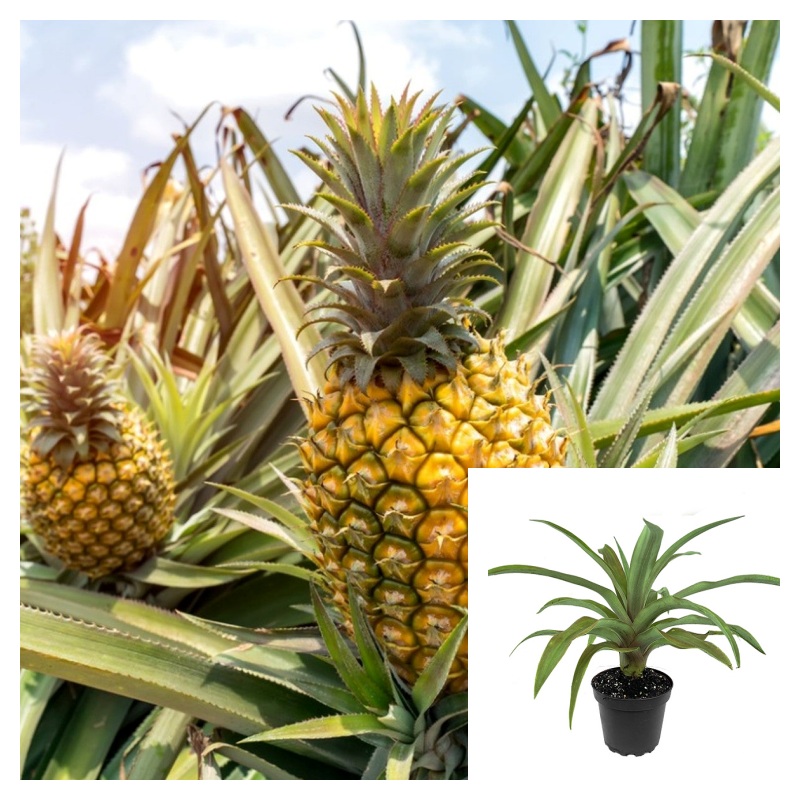 Pineapple Bromeliad 2 Gallon Ht7 Ananas Comosus Plant Live Plant