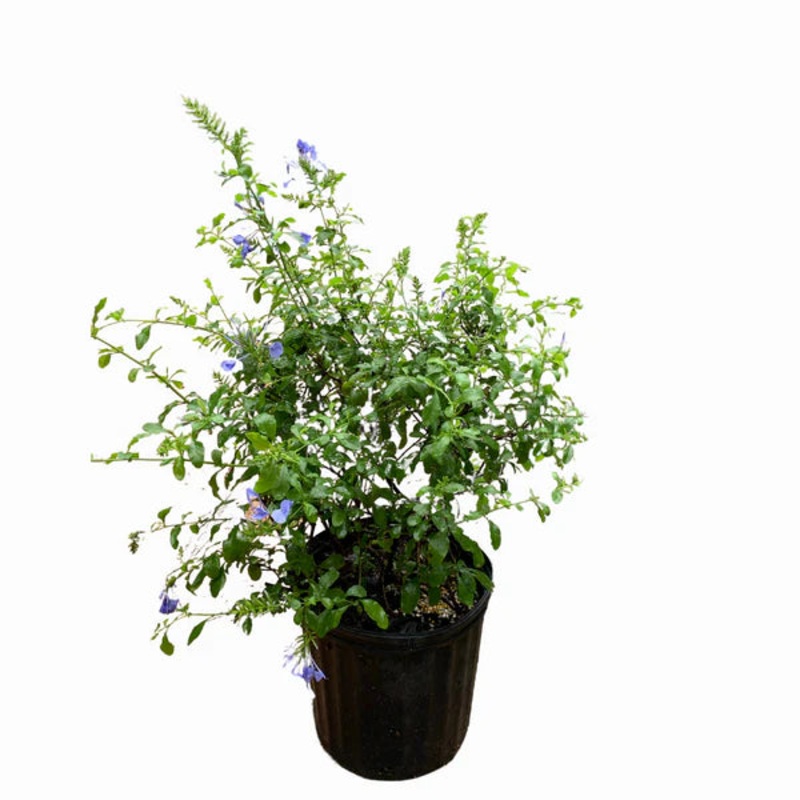 Plumbago Capensis Royal Blue 4.5inches Blue Cape Flower Vine Climbing Live Plant