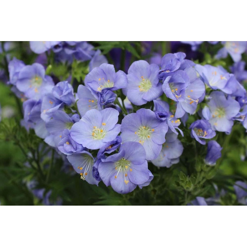 Polemonium ‘Northern Lights’|Approx. 0.5 litre pot