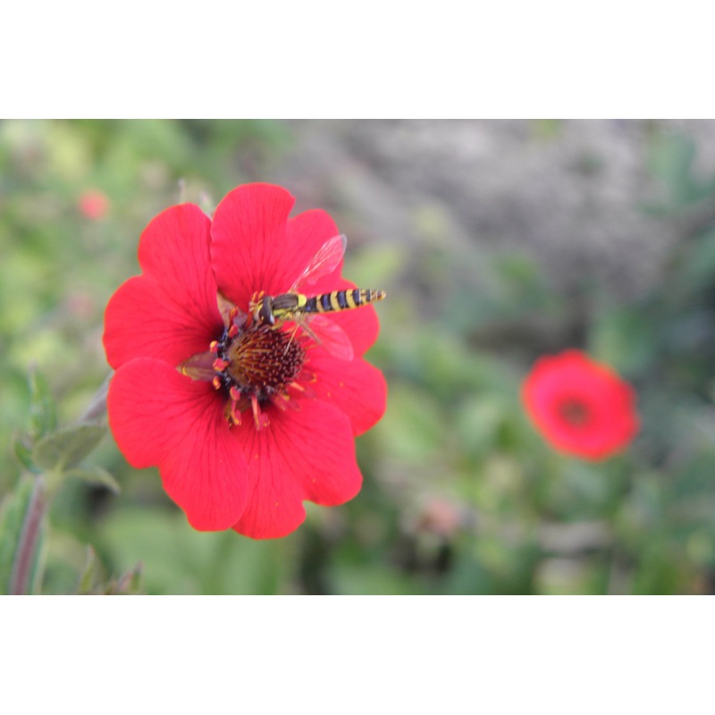 Potentilla ‘Gibsons Scarlet’|Approx. 0.5 litre pot
