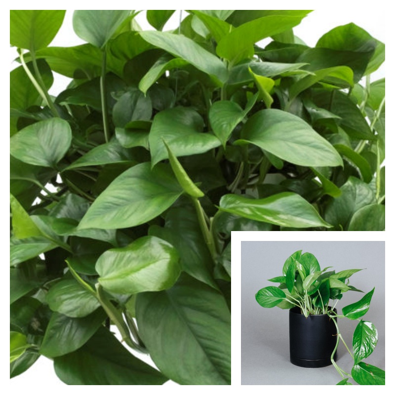 Pothos Green 4Inches Pot Epipremnum Aureum Jade Queen Live Plant Ht7