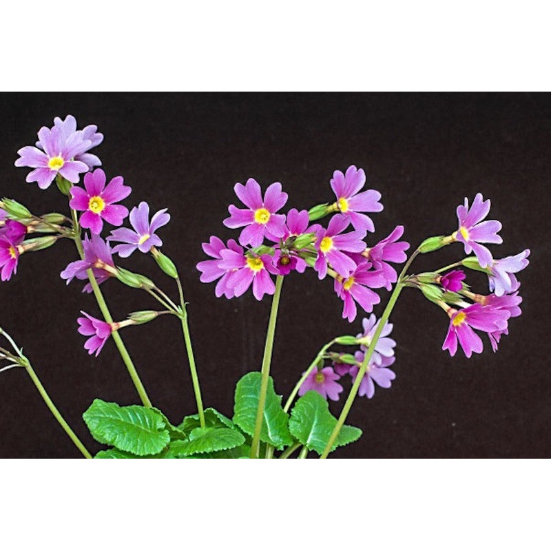 Primula auricula Duchess of York