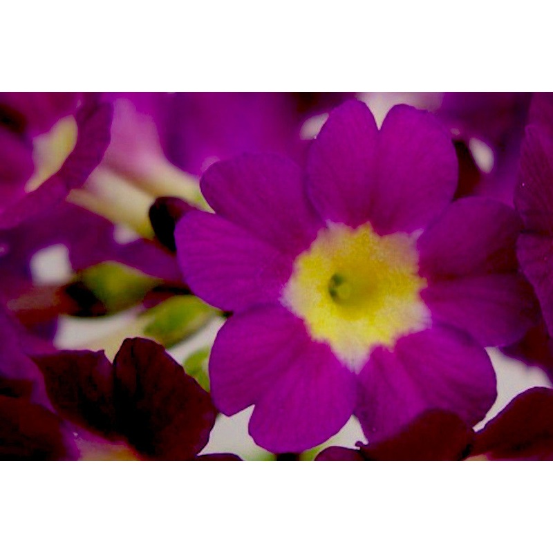 Primula auricula ‘Janet Watts’
