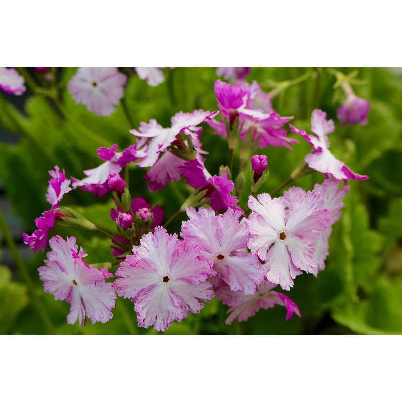 Primula sieboldii ‘Dancing Ladies’ (Co)