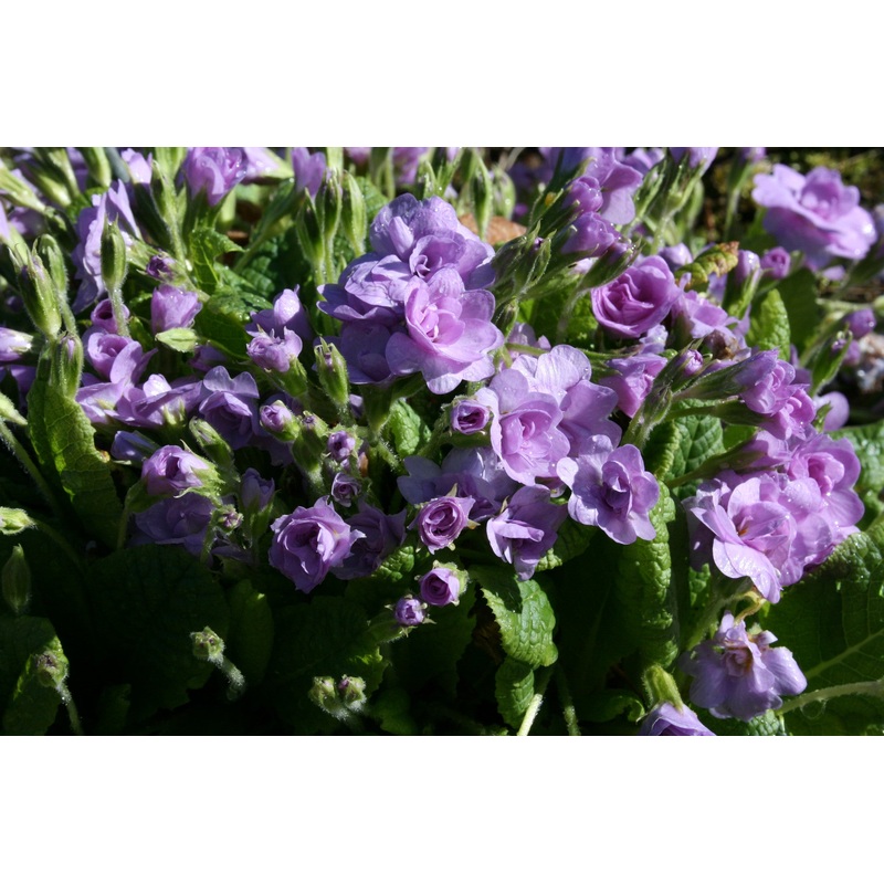 Primula vulgaris ‘Lilacina Plena’